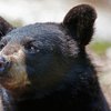 01222015_bear_maine_AP