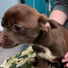 Abandoned dog Vineland