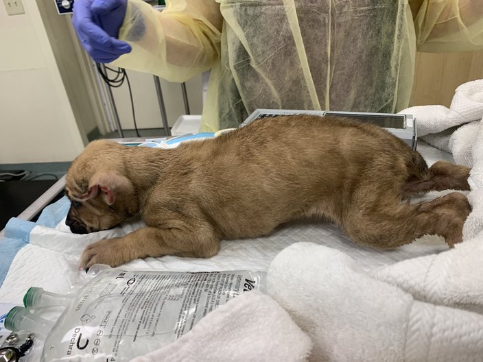 Puppies PSPCA Ear-Cropping
