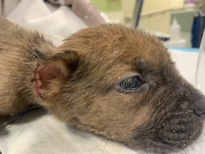 Puppies PSPCA Operation