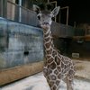 giraffe six flags wild safari