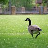 Geese New Jersey