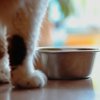 blue ridge beef pet food recall