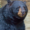 Black Bear Plymouth Meeting