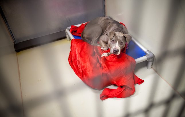 Carroll - ACCT Philadelphia Animal Shelter