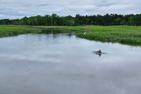 dolphin cape may creek