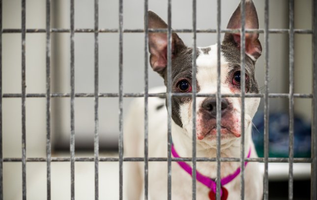 Carroll - ACCT Animal Shelter