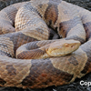 Copperhead Snake Bucks County