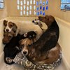 pspca monroe county