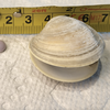 Clam Purple Pearl Main