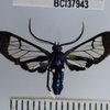 092216_moth_banana