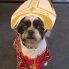 09222015_buddy_pope_costume