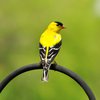 Birds mental health