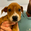 Abandoned Puppy Pittsgrove
