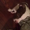 042216_NJ_Dog