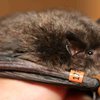Pennsylvania Indiana Bat Record