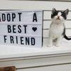Feline Frenzy Main
