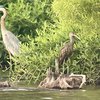 Limpkin Pennsylvania Bird