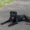 Philly animal shelters