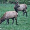 Pennsylvania Elk Cam returns to capture 2023 bugling season