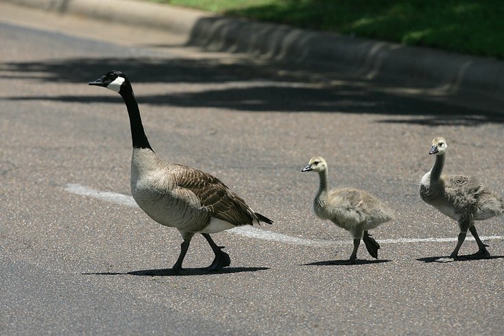 07082015_Geese_AP