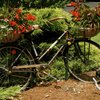 Gardening 