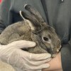 Brandywine SPCA bunny