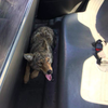 Coy wolf PPD