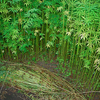 Hemp
