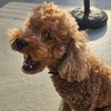 Kenda Brooks missing dog