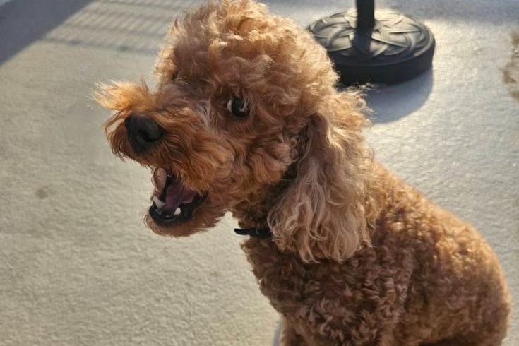 Kenda Brooks missing dog