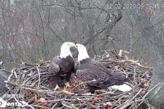Pennsylvania EagleCam 2021