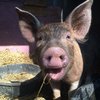 04082015_Pig