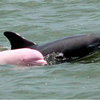090915_Pinkdolphin
