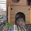 Rats Harrisburg Steelton