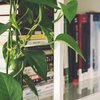 air purifying plant