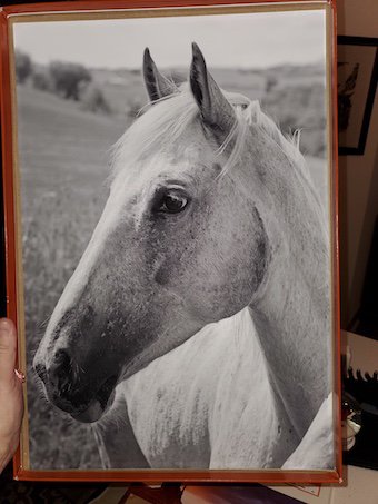 george ross horse photo