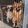rescue puppies harrowgate pspca