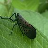 spotted lanterfly penn state